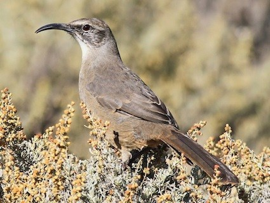 California Thrasher