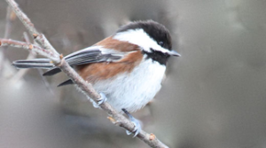 Chestnut-backed Chickadee