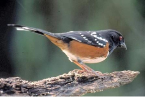 Spotted Towhee