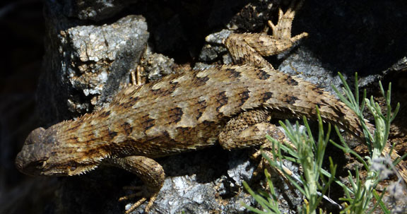 Valley View Trail - Fence Lizard