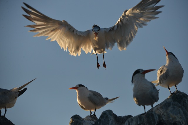 Terns