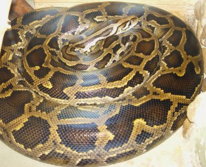 Python_molurus_