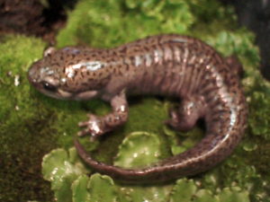 Giant salamander