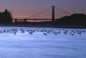 Sf Bay tidal marsh