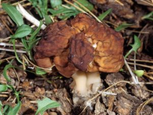 gyromitra_esculentafs-01