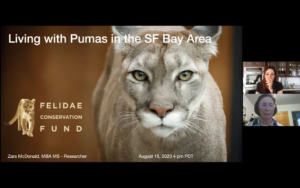 Living With Mountain Lions - Speaker: Zara McDonald video thumbnail