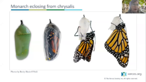 Where have all the Monarch Butterflies gone? video thumbnail