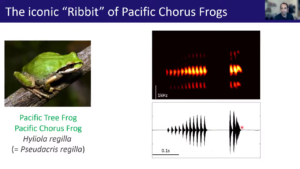 The ‘ribbit’ of Pacific chorus frogs - Speaker: Dr. Alejandro Velez Melendez - Video Thumbnail