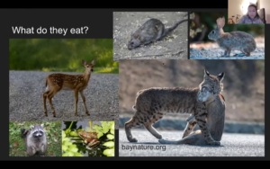 Bobcats in the SF Bay Area: Biology and ecology of a native mesocarnivore video thumbnail