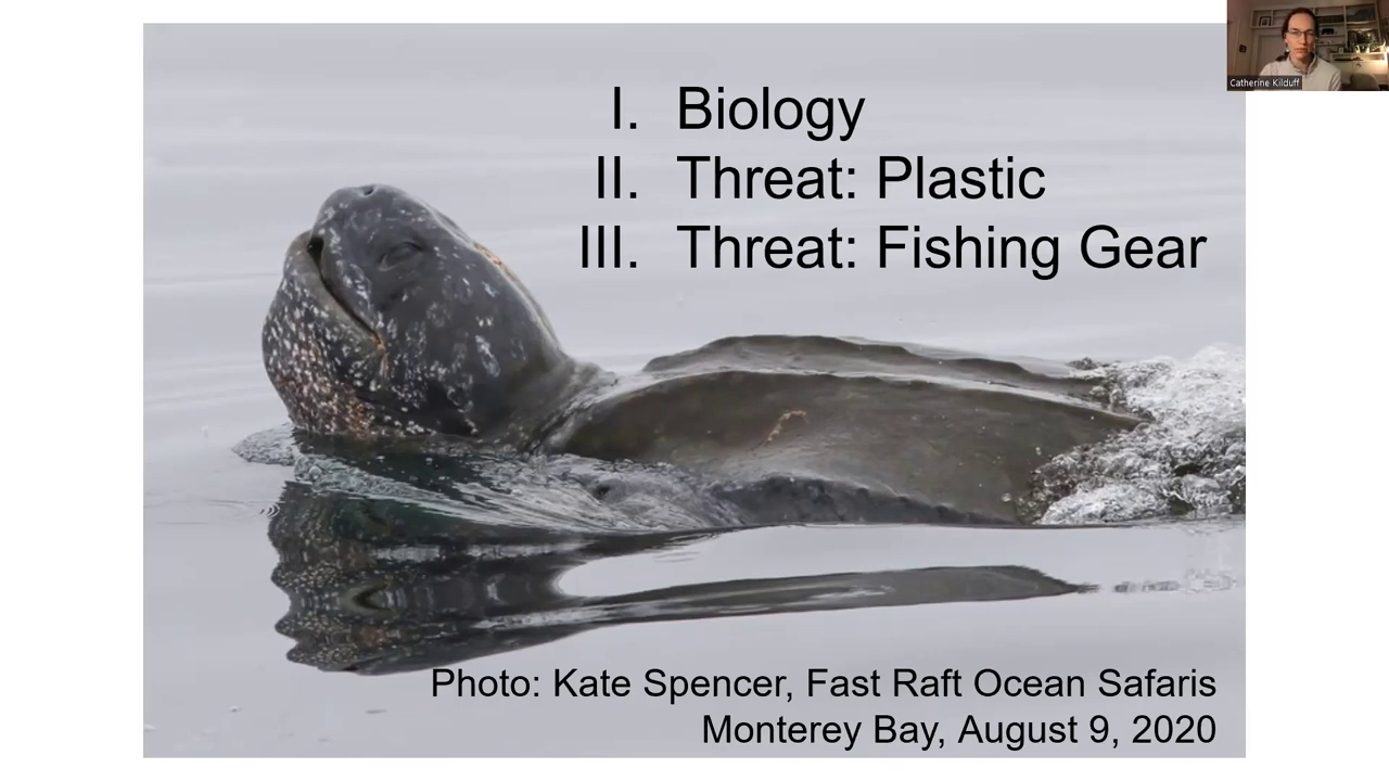 Critically Endangered Leatherback Sea Turtles - Speaker: Catherine Kilduff video Thumbnail