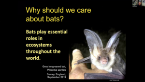 The Fascinating World of Bats video thumbnail