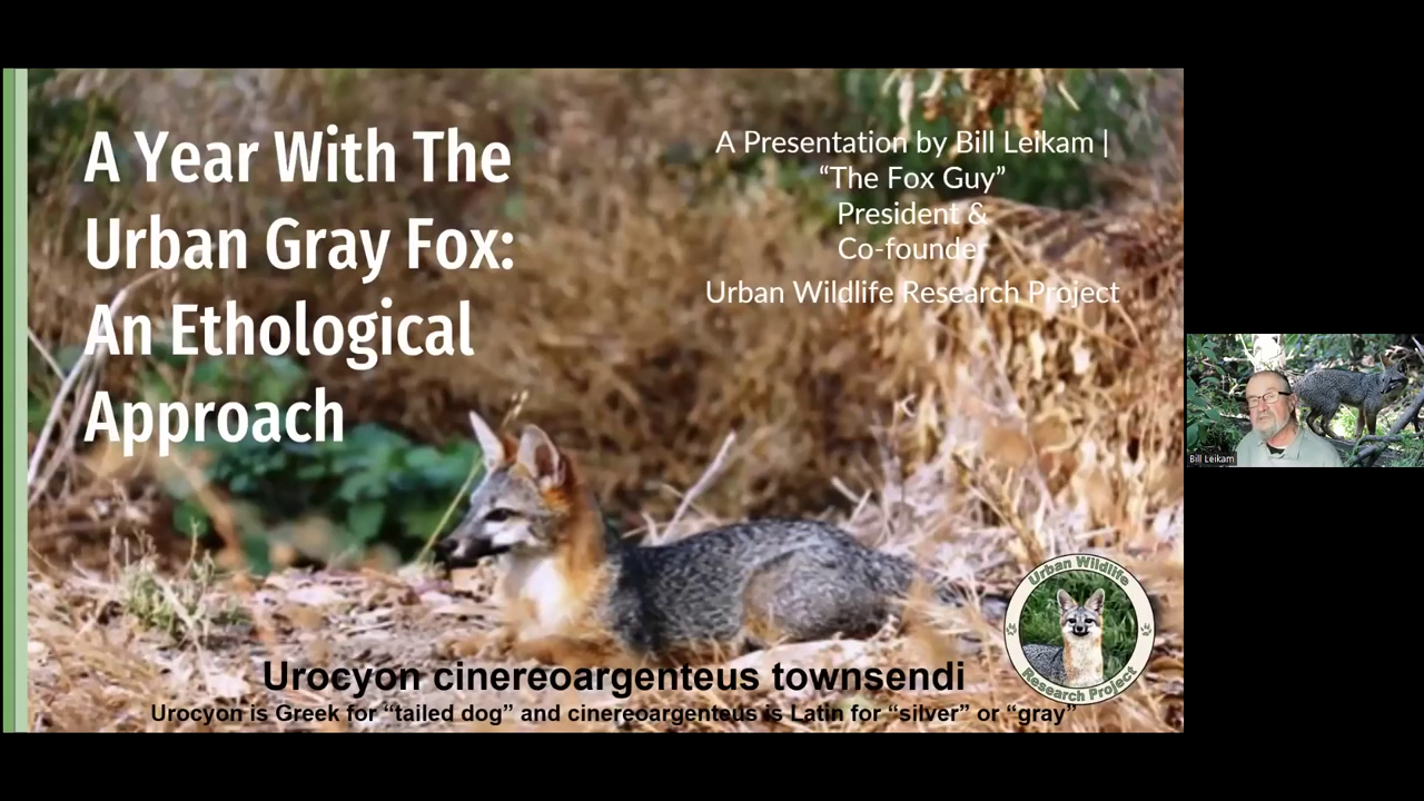 A Year with the Urban Gray Fox – Bill Leikam video thumbnail