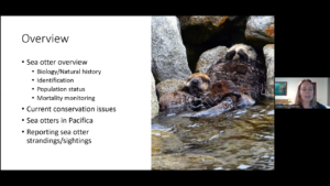 Video thumbnail of An Overview of Southern Sea Otters in California – Colleen Young