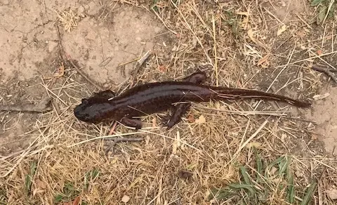 Pacific Giant Salamander