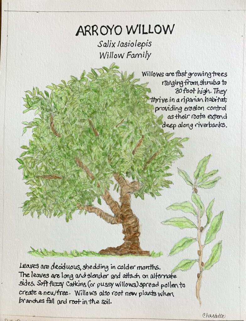 Nature journal page of an Arroyo Willow (Salix lasiolepis) by Charlotte Seecamp