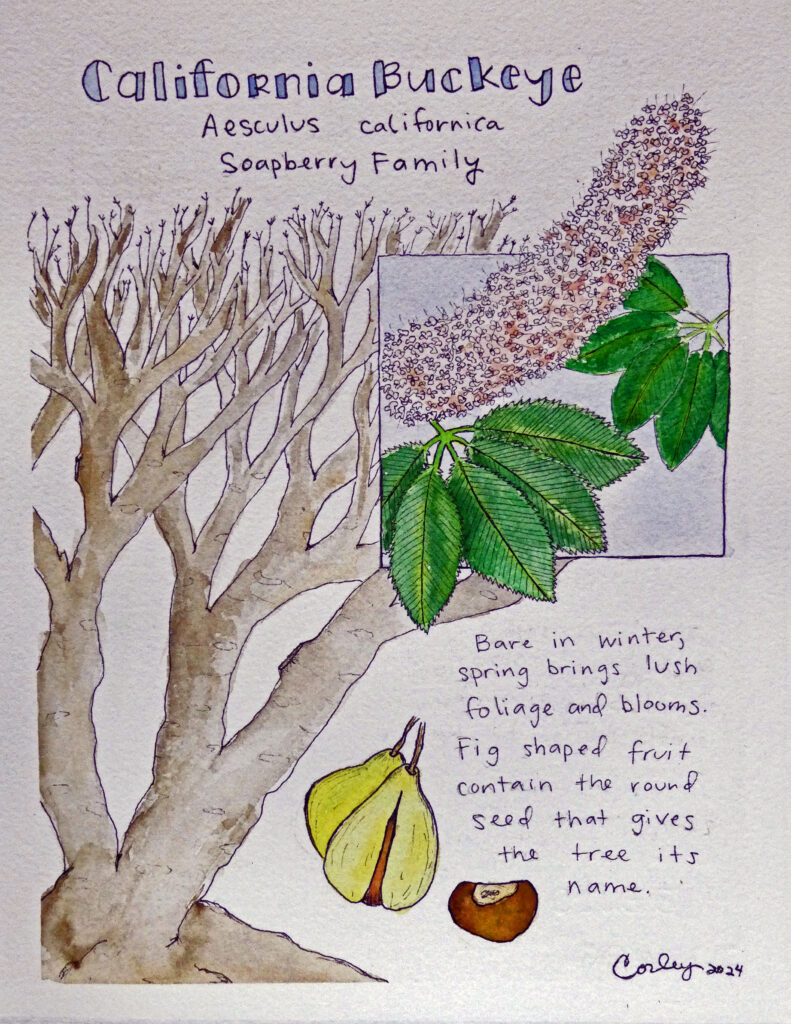 Nature journal page of a California Buckeye (Aesculus California) by Caitlin Corley