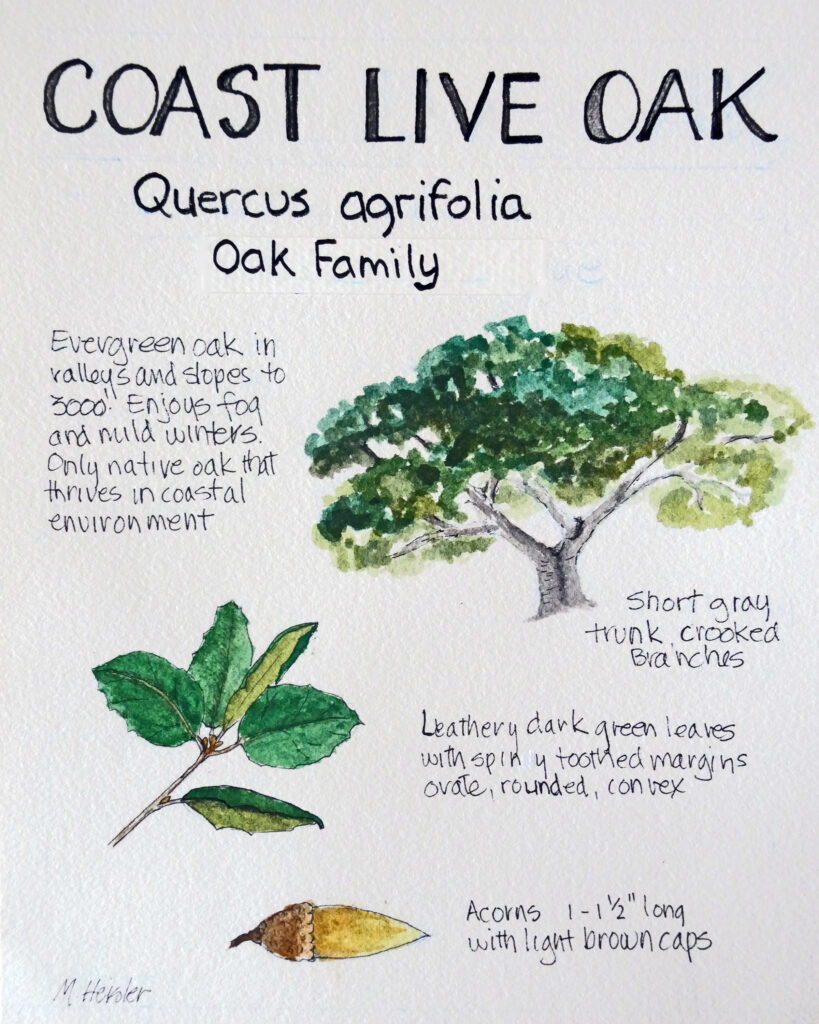 Nature journal page of a Coast Live Oak (Quercus agrifolia) by Melaniae Heisler