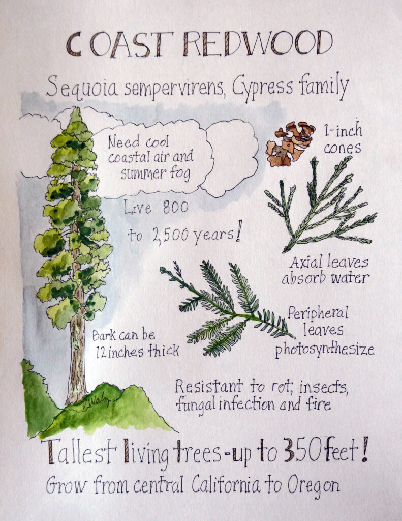 Nature journal page of a Coast Redwood (Sequoia sempervirens) by Vivian Waltz