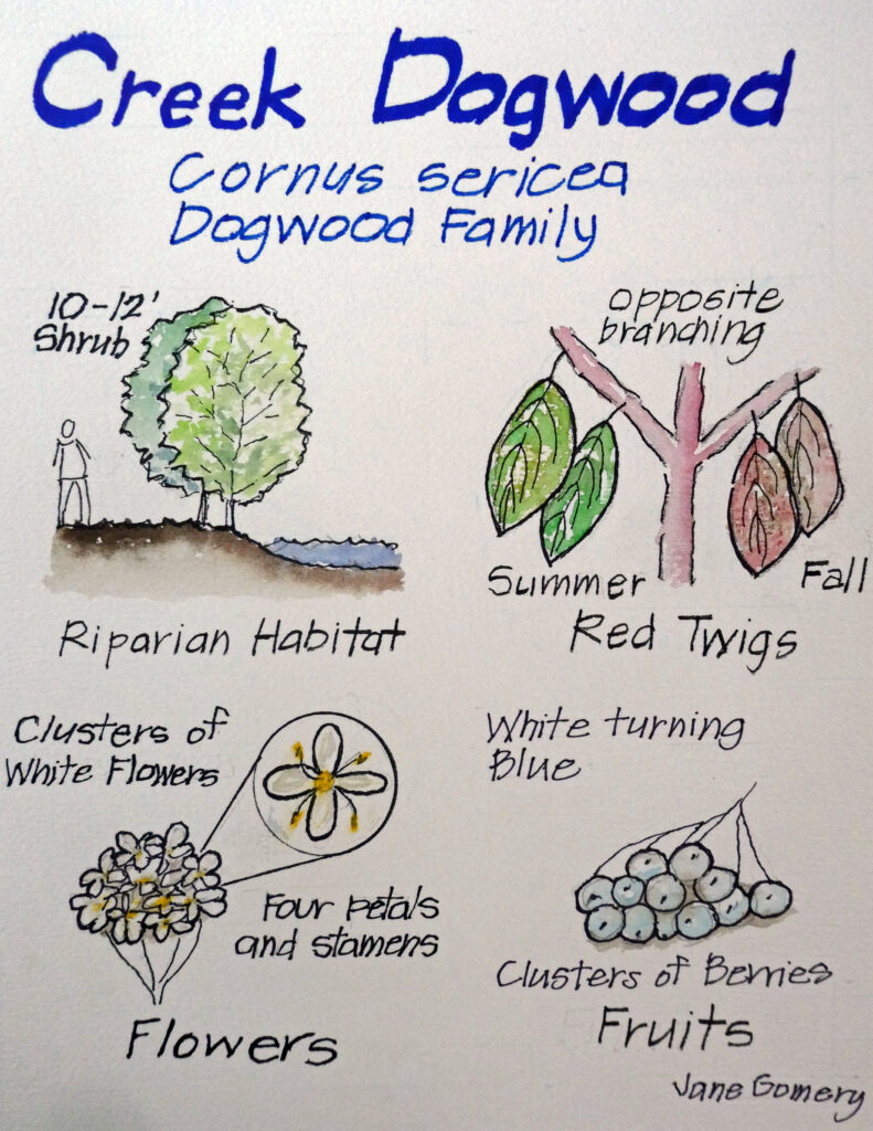 Nature Journal Page of a Creek Dogwood (cornus sericea) by Jane Gomery