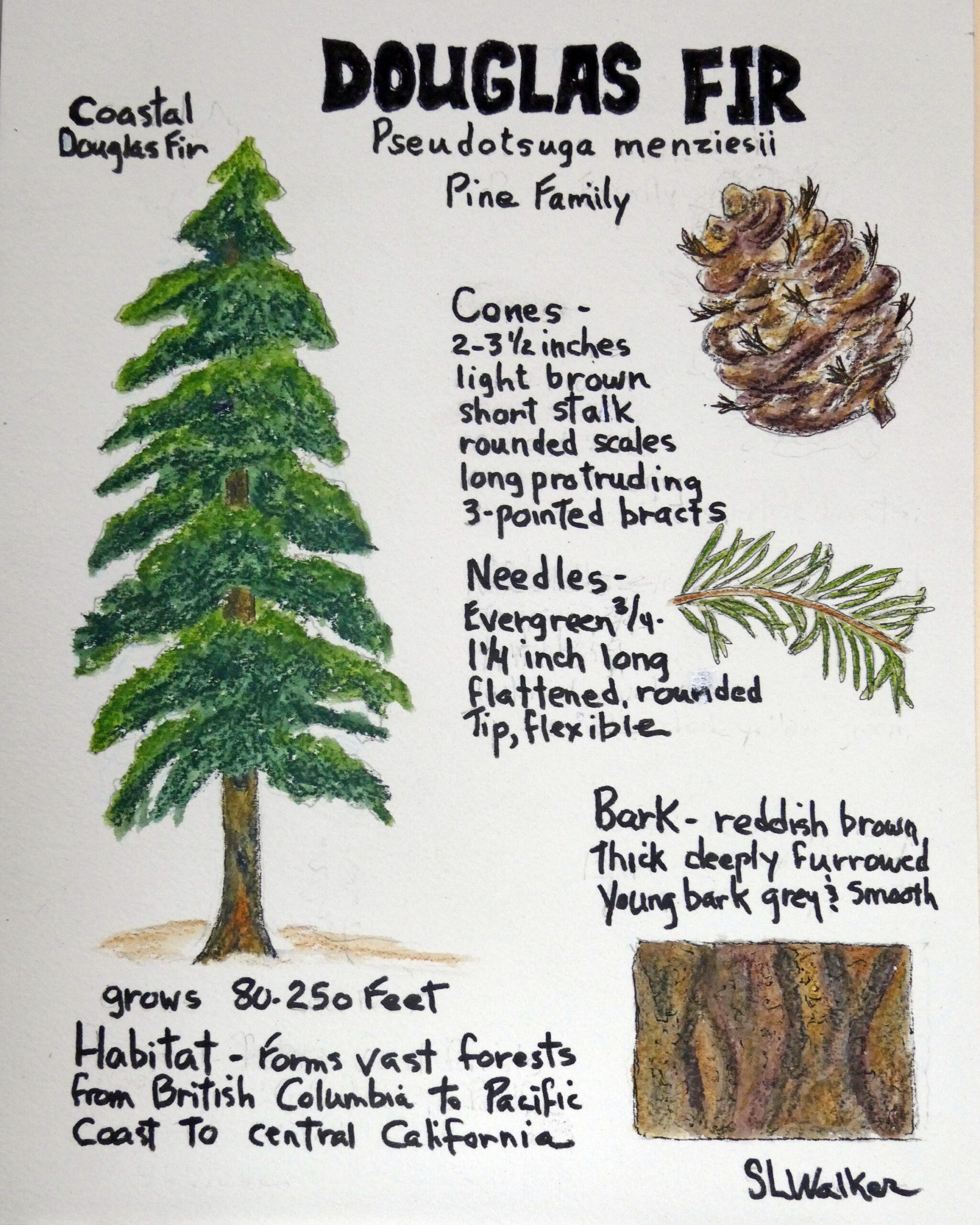 Nature Journal Page of a Douglas Fir (Pseudotsuga menziesii) by Sharron Walker