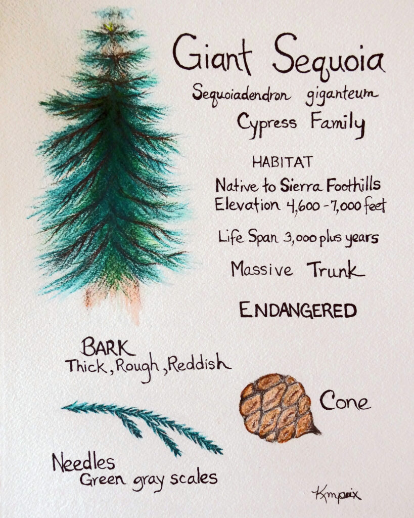 Nature Journal Page of a Giant Sequoia (Sequoiadendron giganteum) by Kathy Miller Piex