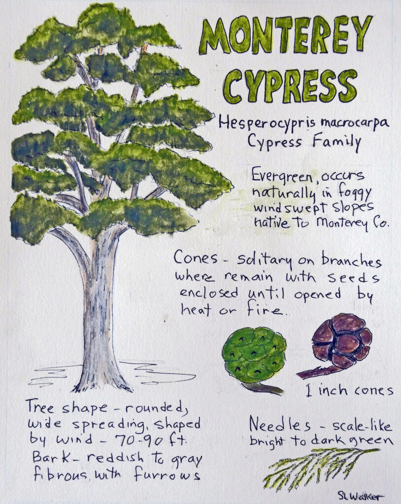 Nature Journal Page of a Monterey Cypress (Hesperocypris macrocarpa) by Sharron Walker