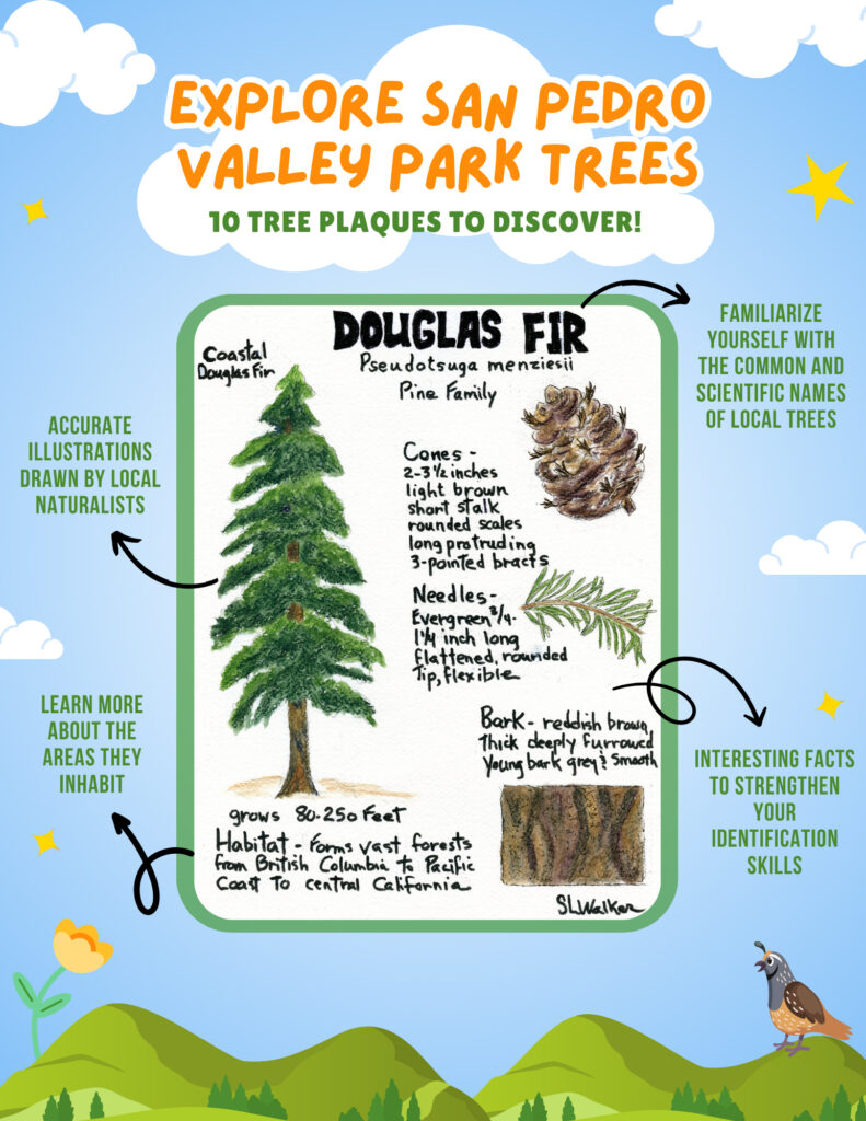 Tree Plaque Activity - Explainer - JPEG