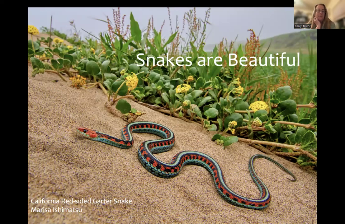 Video thumbnail for The Secret Lives of Snakes with Dr. Emily Taylor video