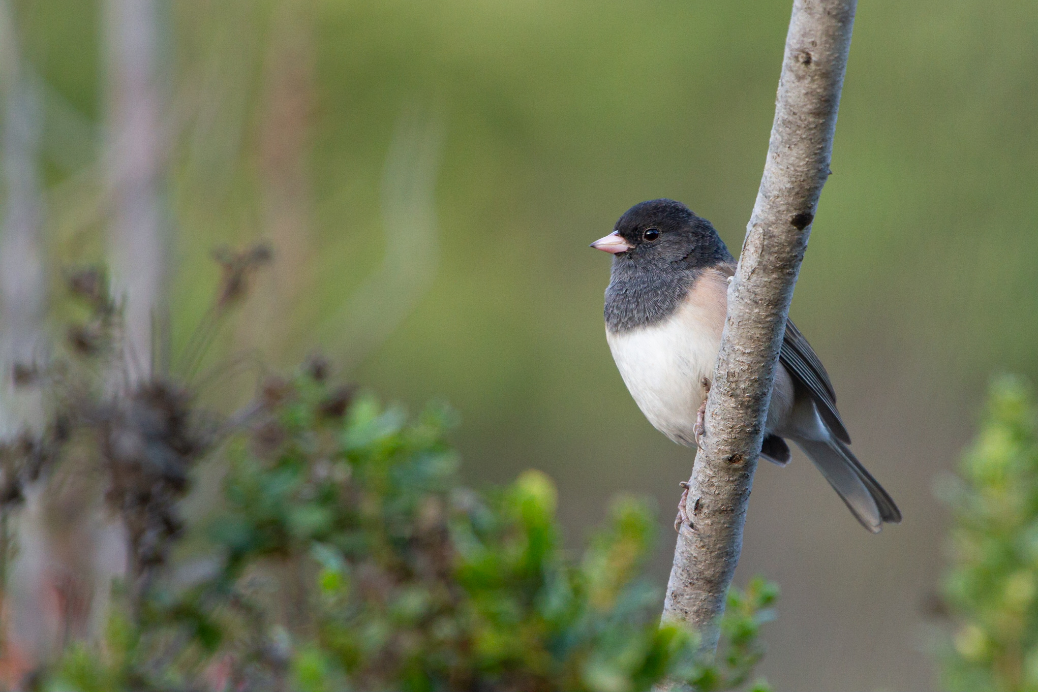 Profile of Dark-eyed Junco (Junco hyemalis) on Weiler Ranch Road perched on a branch