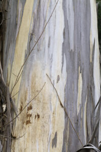 Close up of Blue Gum Eucalyptus Bark.