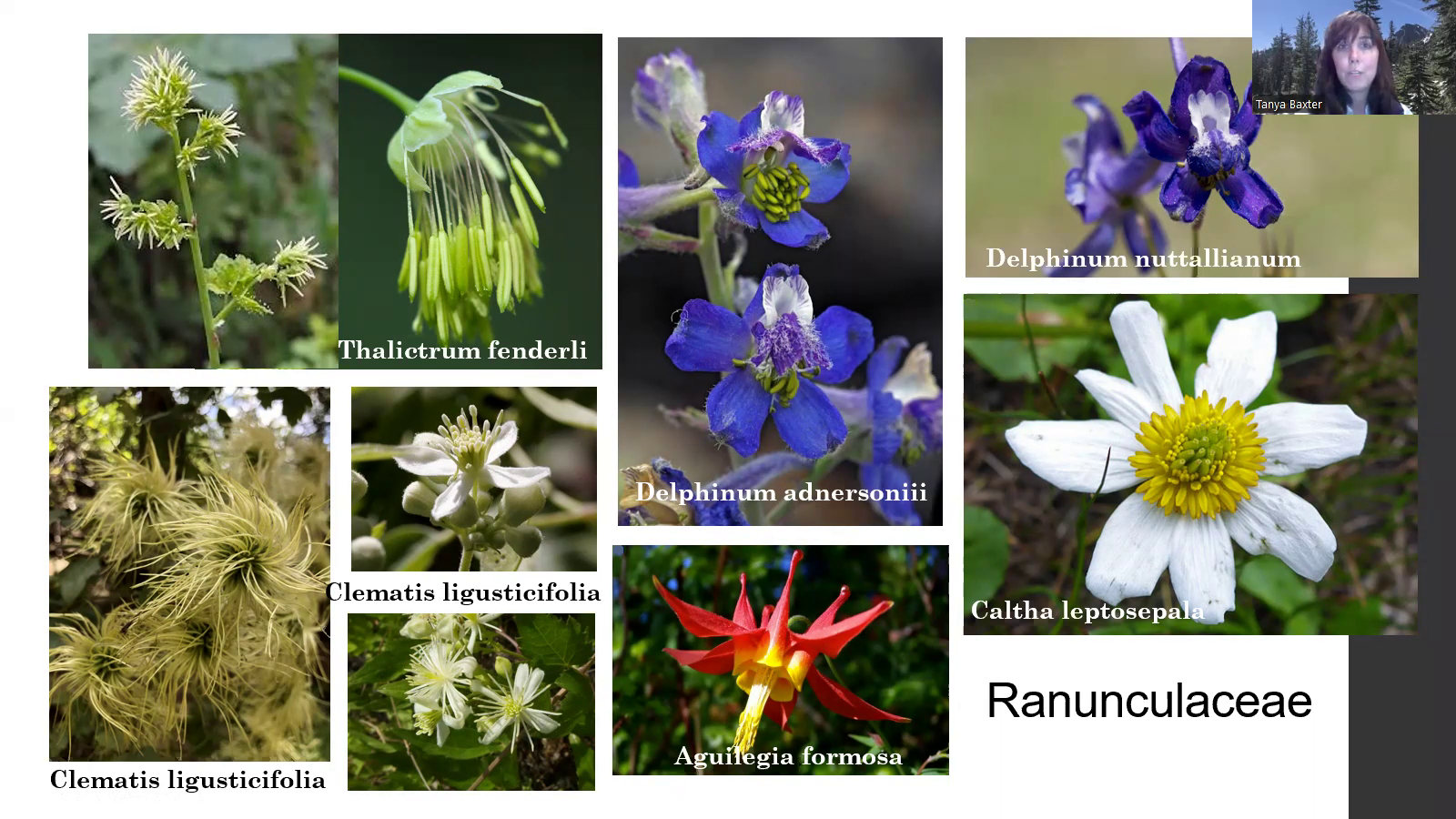 Video thumbnail image of Flora of the Northern Sierra Nevada: Botanical Encounters off the Beaten Path - Speaker Tanya Baxter