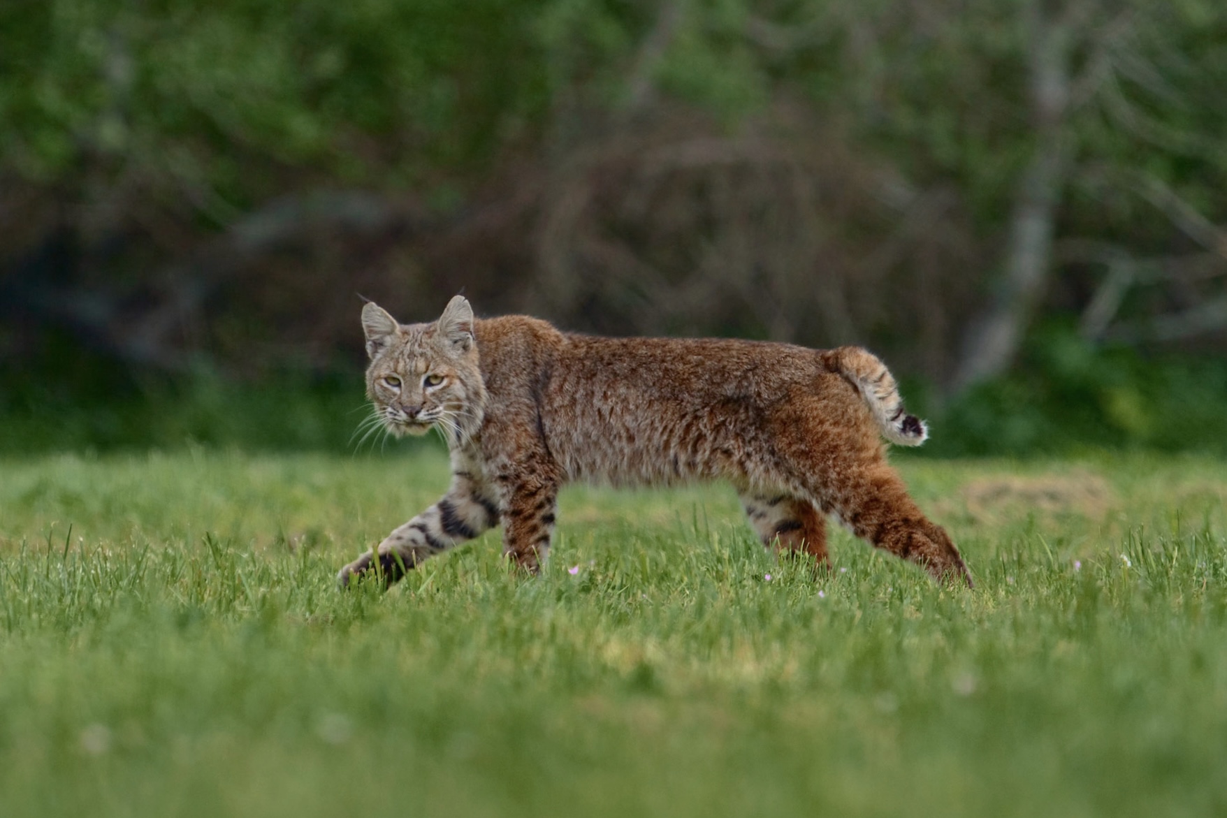 Bobcat (Lynx rufus)