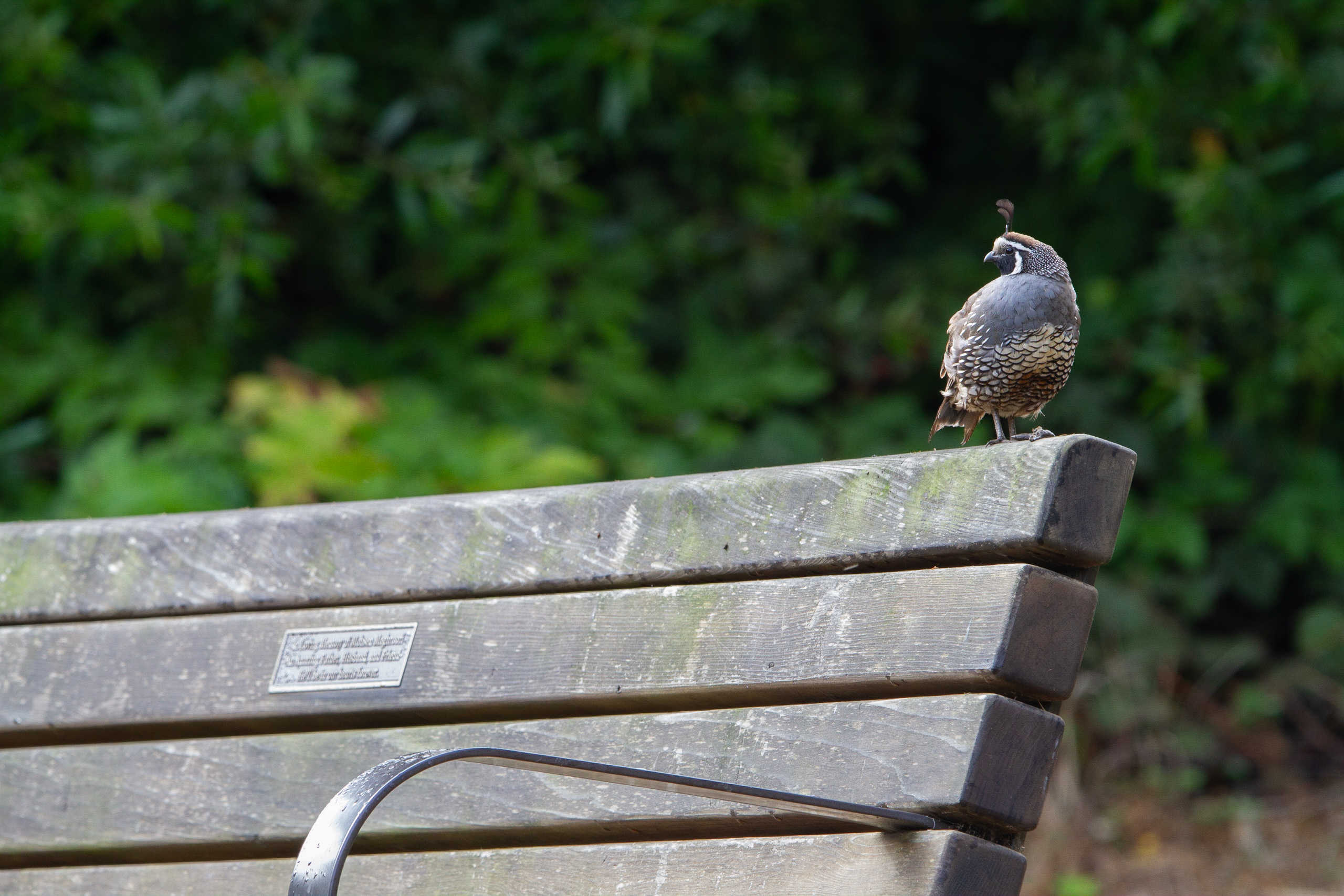 California Quail on a Bench on Weiler Ranch Road