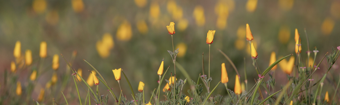 California Poppies (Eschscholzia californica) on Weiler Ranch Trail