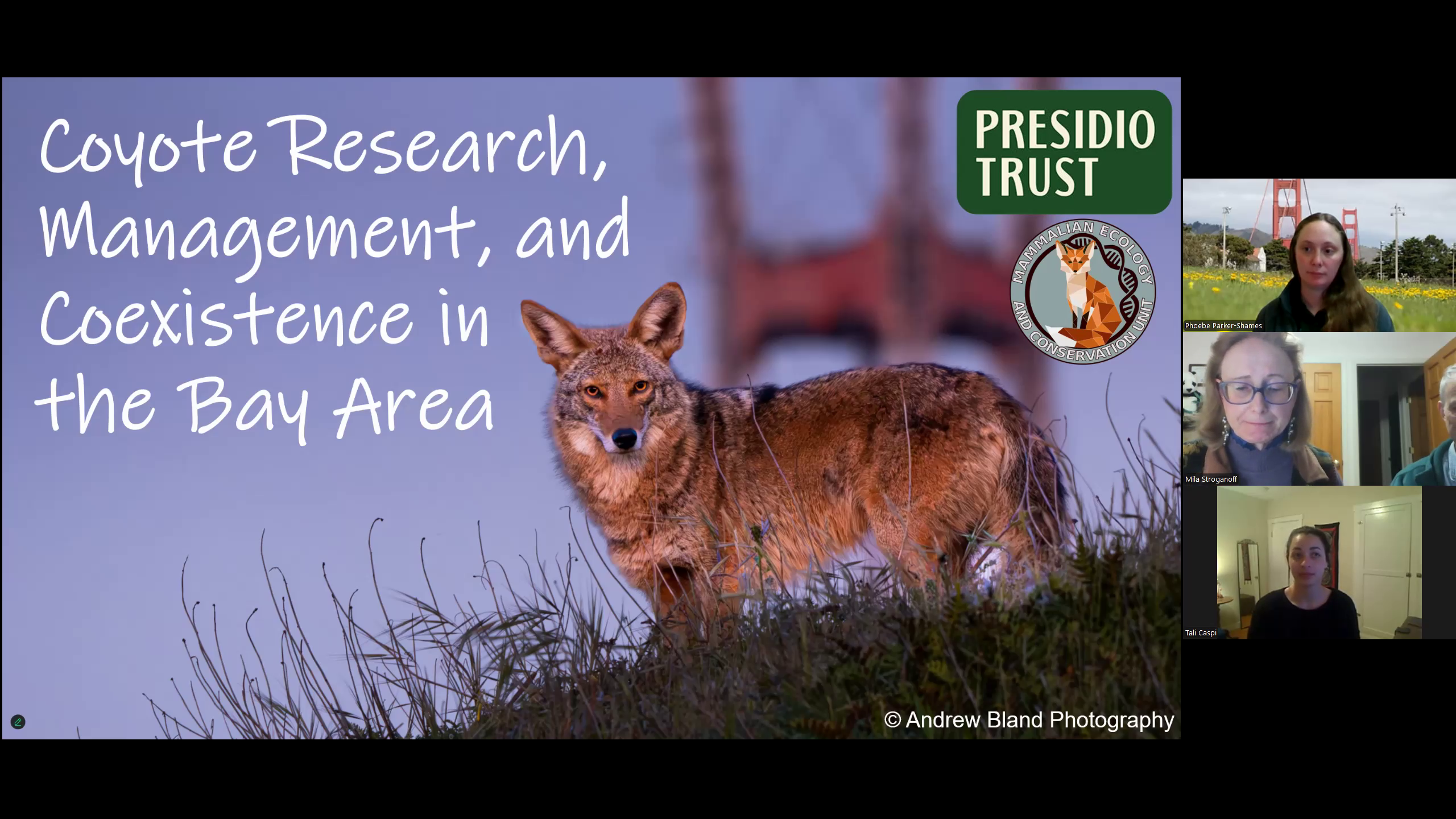 Nature talk thumbnail for Coyote Research, Management, and Coexistence in the Bay Area - Dr. Parker-Shames & Tali Caspi