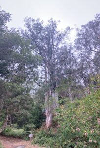 Portrait of a Blue Gum Eucalyptus.