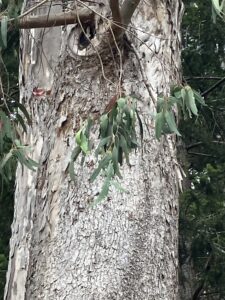 Blue Gum Eucalyptus leaves and branches