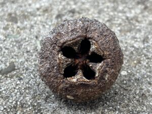 Close up of Blue Gum Eucalyptus gum nut top side.