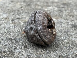 Close up of Blue Gum Eucalyptus gum nut side profile.