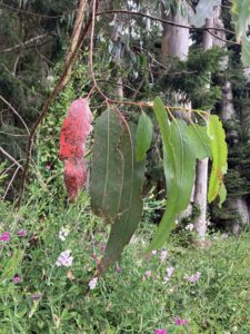 Close up of Blue Gum Eucalyptus leaves.