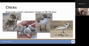 Screenshot of Zoom webinar with four pictures of Western Snowy Plover chicks