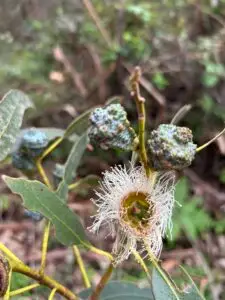 Blue Gum Eucalyptus flower and fruits on Montara Mountain Trail.
