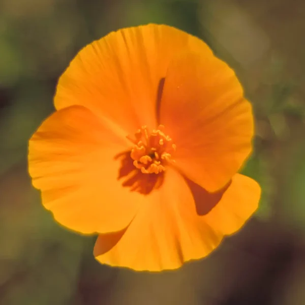 California Poppy flower on Weiler Ranch Trail.