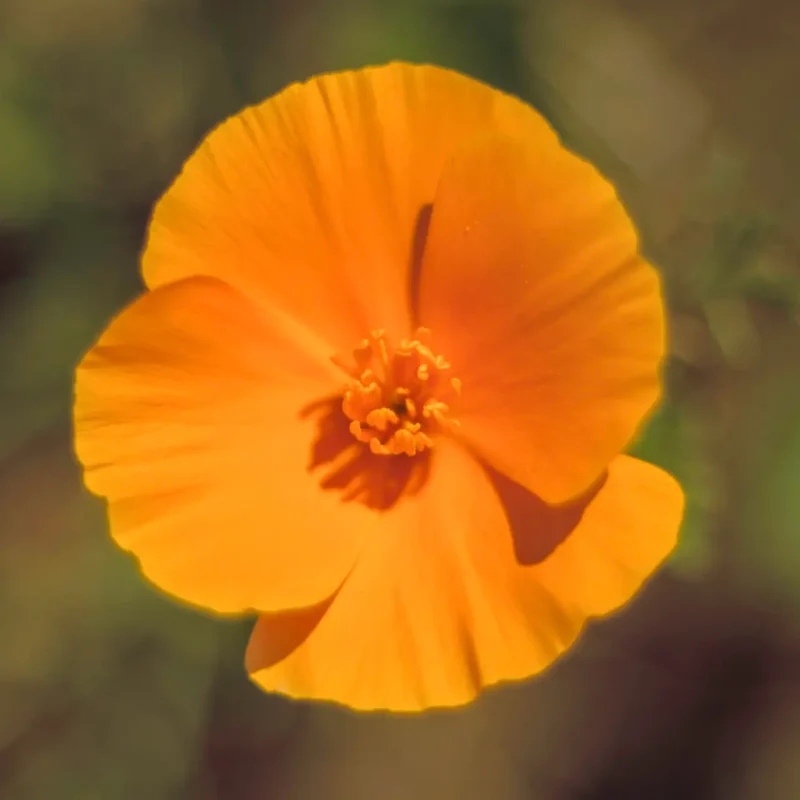 California Poppy flower on Weiler Ranch Trail.