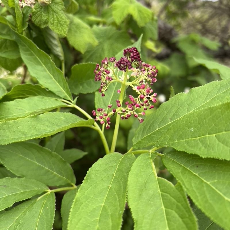 Red berries and leaves of Red Elderberry.