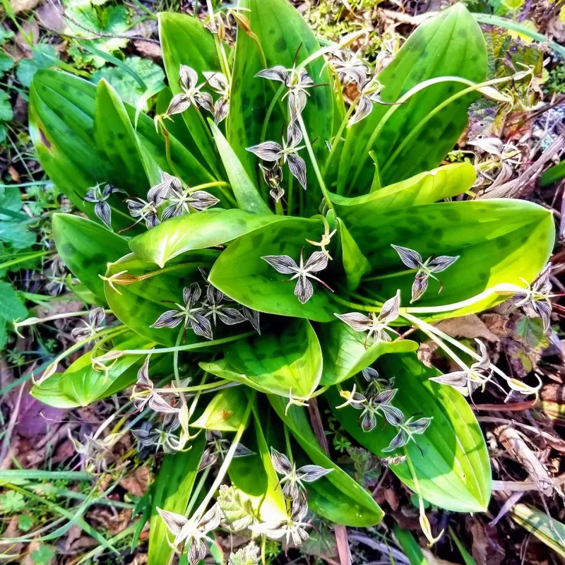 Fetid Adder’s Tongue plants Hazelnut Trail.