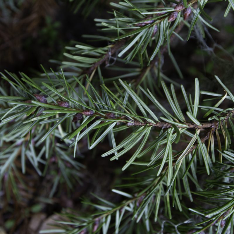 Close up of Douglas Fir needles.