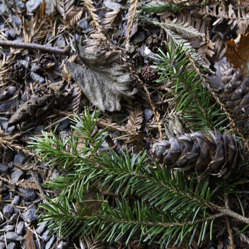 Douglas Fir cones & needles