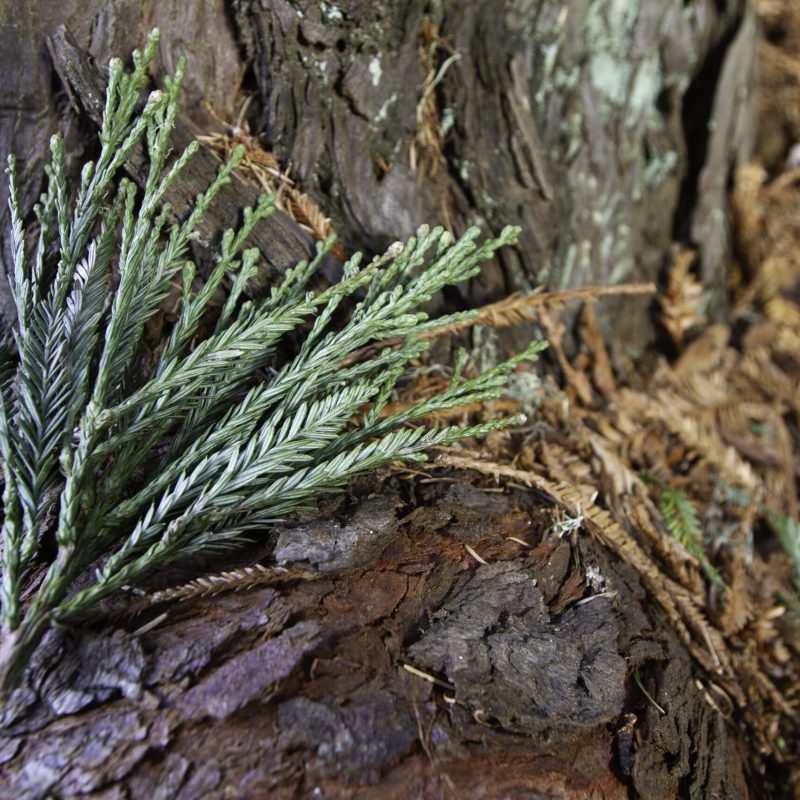 Young Needles and Bark from a Coast Redwood.