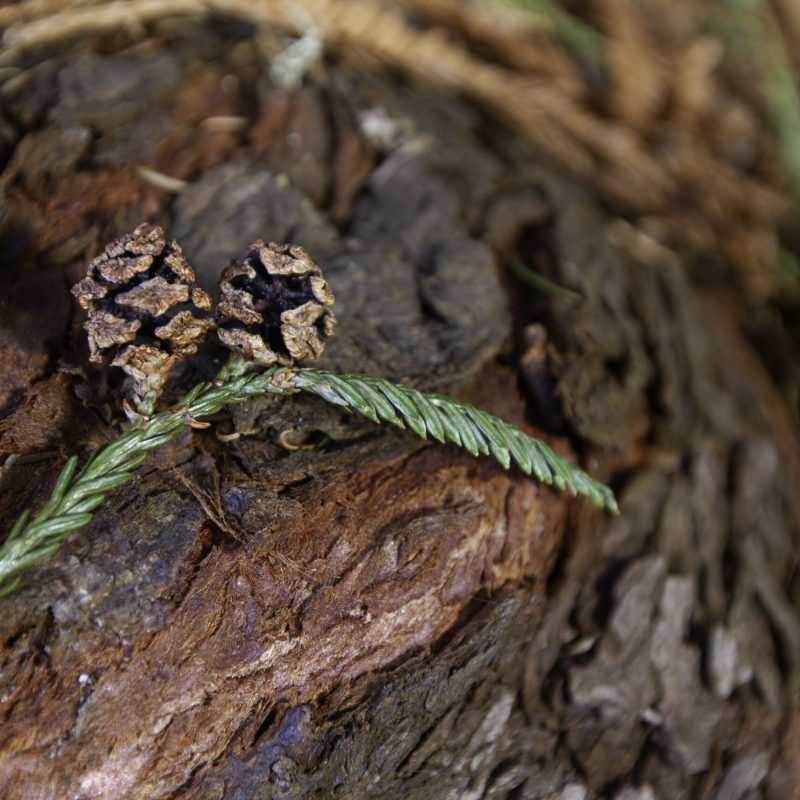 Coast Redwood | Cones & Young Needles | Visitor Center